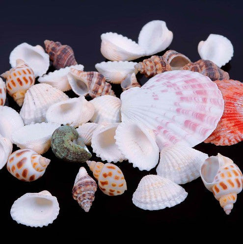 Beautiful Approx 100g Beach Mixed SeaShells