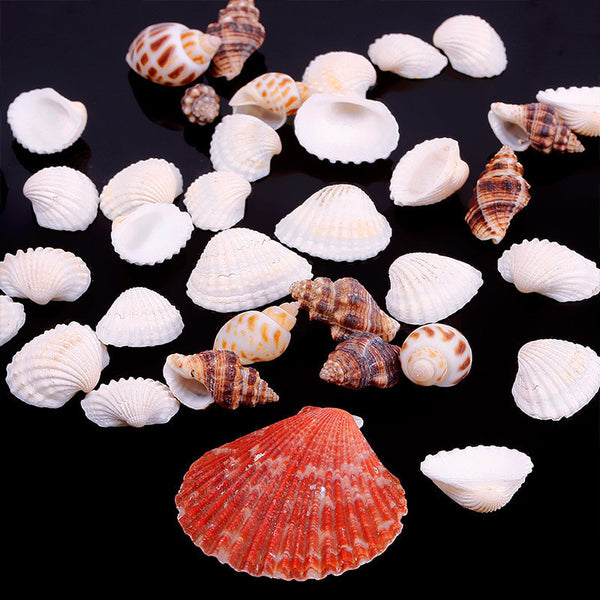 Beautiful Approx 100g Beach Mixed SeaShells